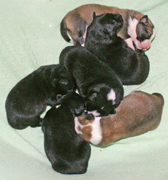 Regla's puppies 1e nest